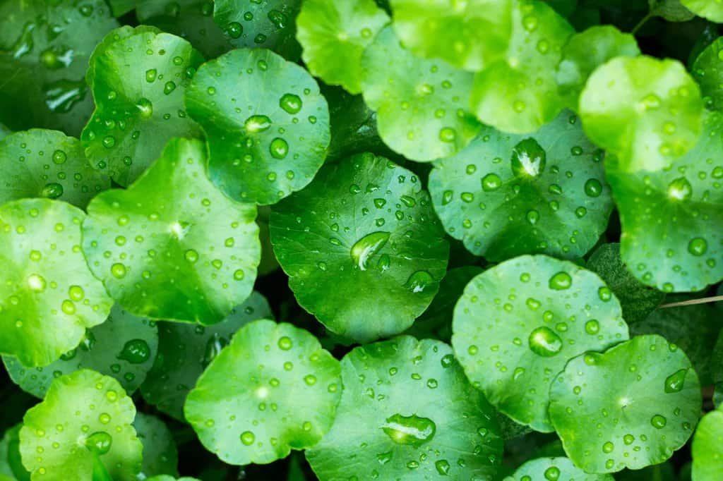 gotu kola