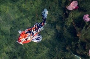 fish-in-garden-pond