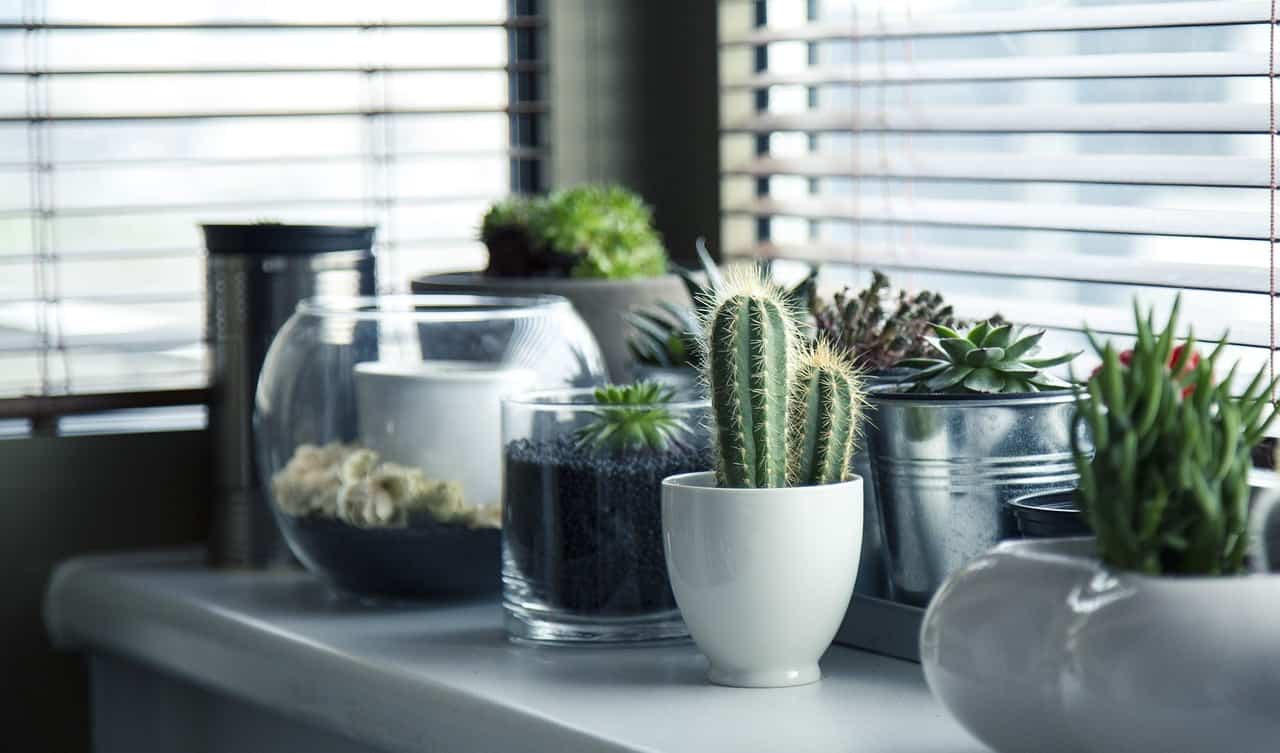 indoor gifting plants
