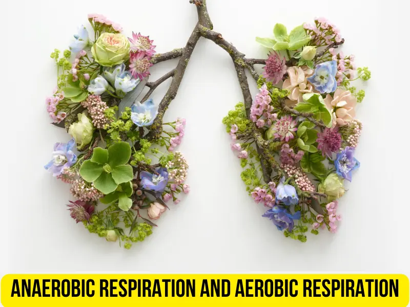 what is the difference between aerobic and anaerobic respiration