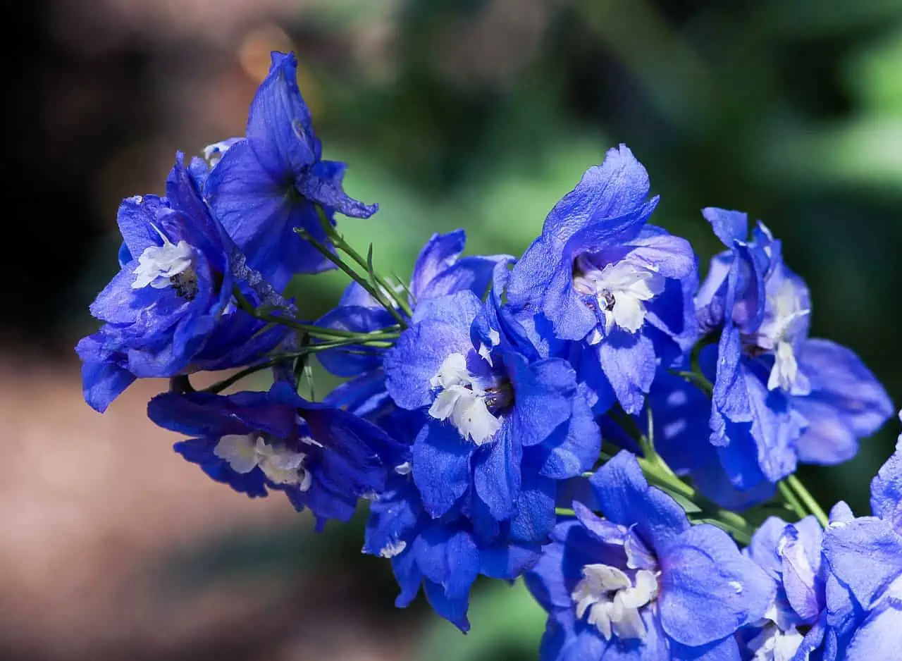 larkspur flower