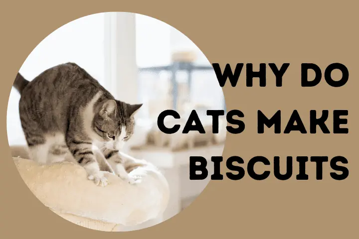 why do cats make biscuits on you