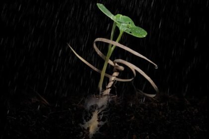 The Erodium Copy Robot