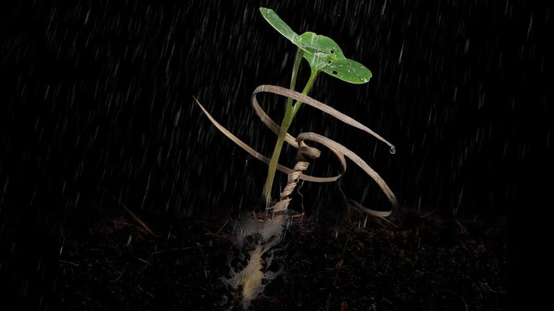 The Erodium Copy Robot
